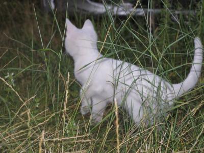 Прикрепленное изображение: P1010011.JPG